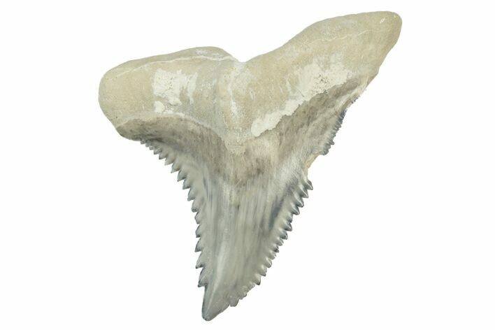 Fossil Shark Tooth (Hemipristis) - Bone Valley, Florida #235622
